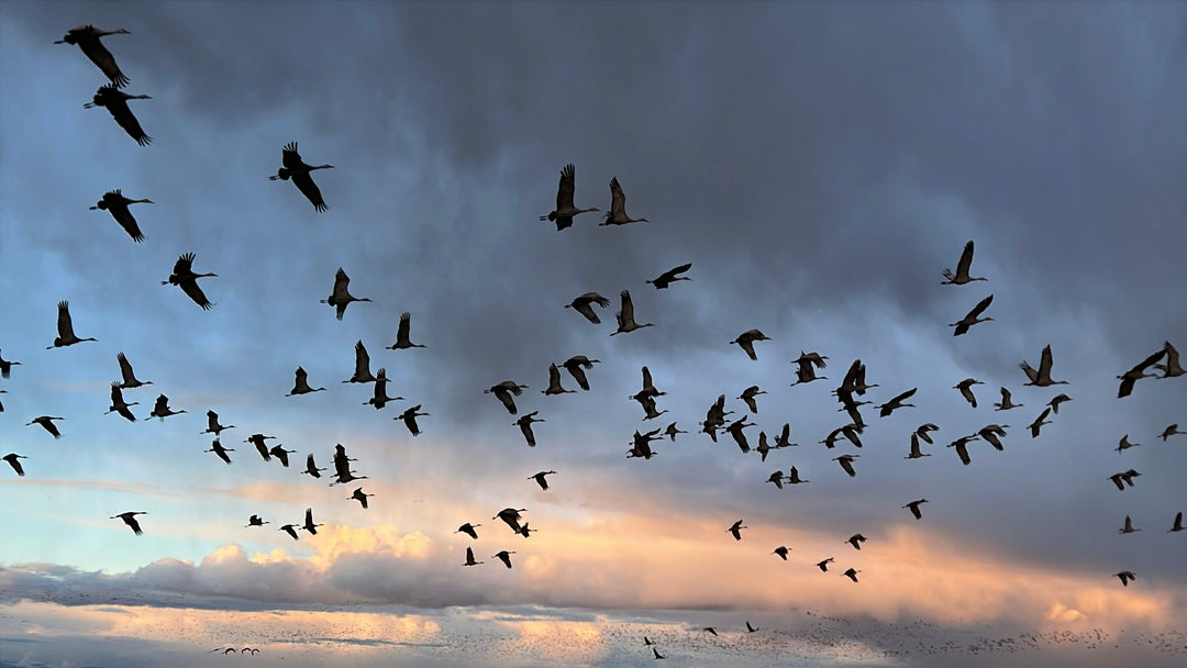 Ancient Migration and Shared Values