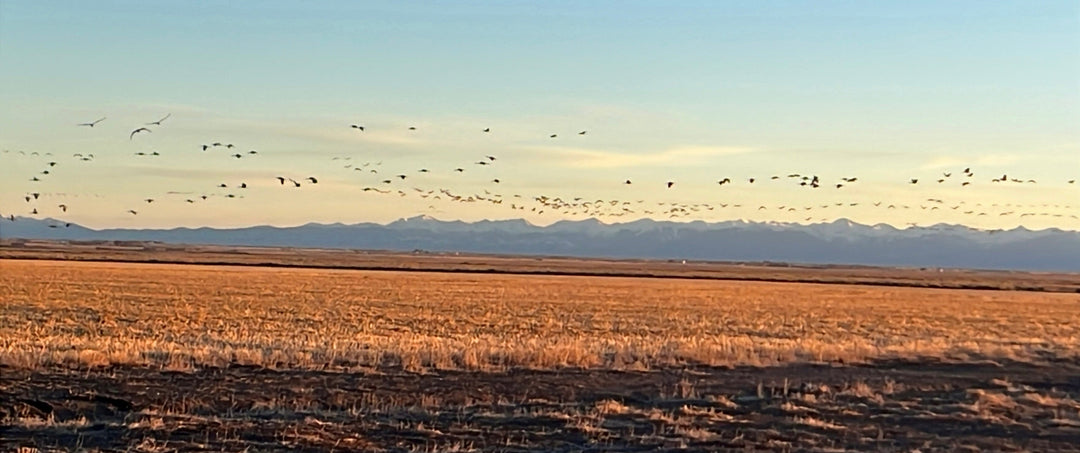 Birds as Metaphors for Intentional Living