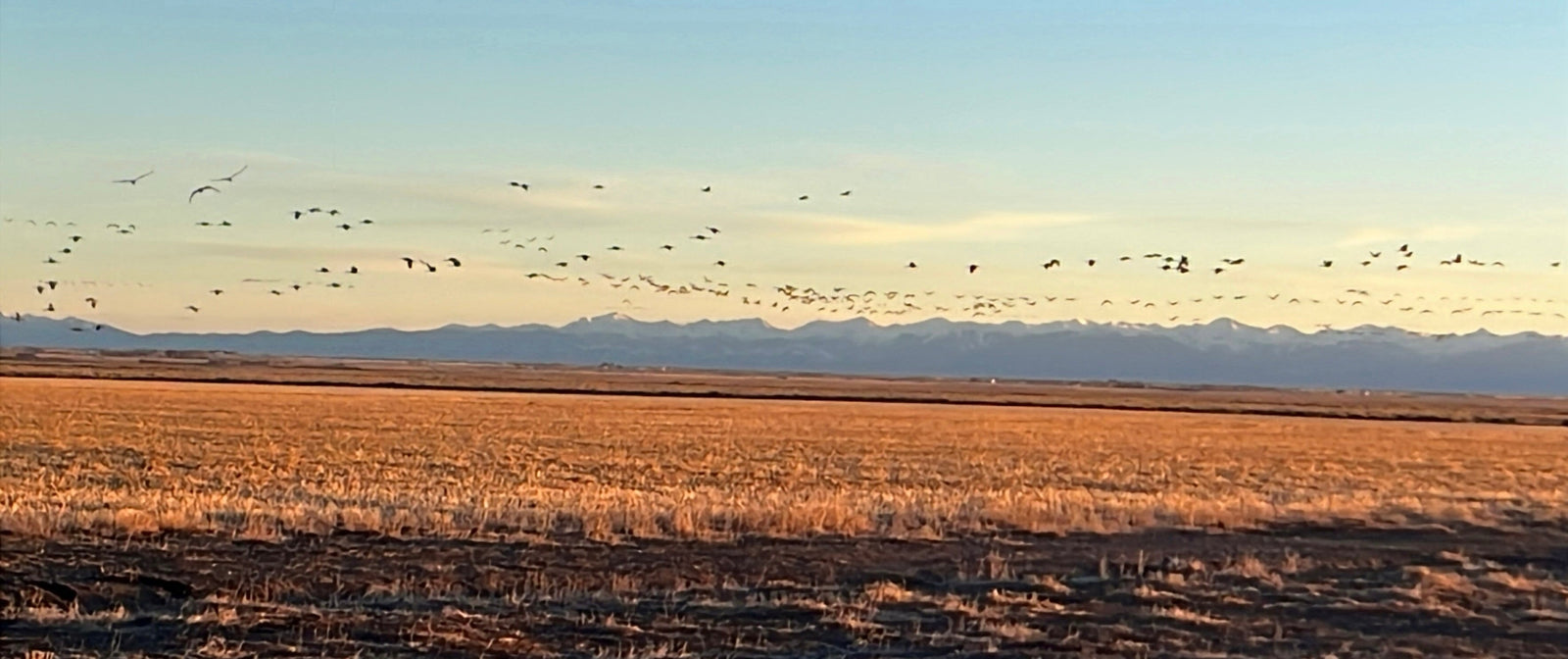 Sangre de Cristos mountains with a wedge of Sandhill Cranes flying, at sunrise